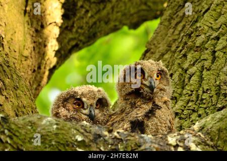 Uhu, hibou eurasien, Bubo bubo, Nestlinge auf Eiche, niché sur un chêne, Duvenstedter Brook, Hambourg, Deutschlan, Allemagne Banque D'Images