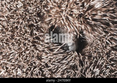 Gros plan d'un nez et d'un visage de hérisson de la faune courbé avec des aiguilles. Banque D'Images