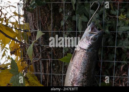 Truite arc-en-ciel juste en cache d'un pêcheur dans la rivière un jour d'automne Banque D'Images