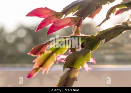 Noël rose en fleurs Cactus schlumbergera sur fond de fenêtre avec des ombres dures .Epiphyllanthus, Epiphyllum, Zygocactus, Banque D'Images