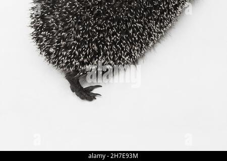 La jambe postérieure d'un animal sauvage épineux d'un hérisson de mammifère sur fond blanc. Banque D'Images