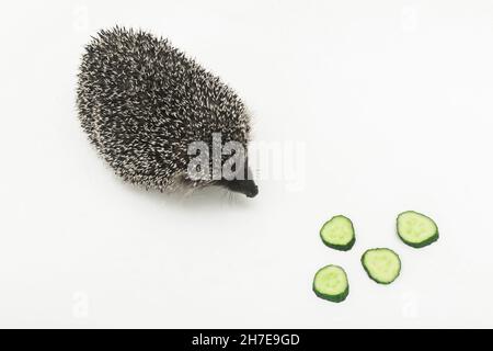 Hérisson épineux avec aiguilles d'animaux sauvages un mammifère mange un concombre en tranches sur fond blanc. Banque D'Images