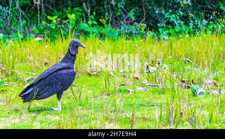 Ilha Grande Brésil 23.Novembre 2020 Vulture Noire tropicale Coragyps atratus brasiliensis seule avec une bière Heineken peut sur la mangrove et Pouso être Banque D'Images