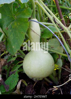 Calabash Gourd grandit dans le potager, Royaume-Uni Banque D'Images