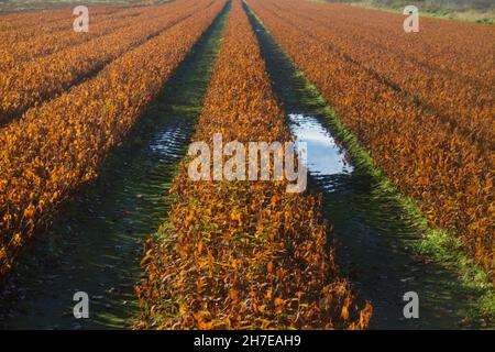 Champ agricole avec lilas brun flétris en rangées longues Banque D'Images