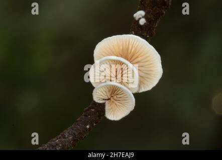 Petits champignons blancs, Oysterlings variables, Crepidotus variabilis, poussant sur une fine branche Banque D'Images