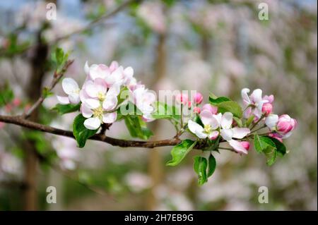 Belle branche de pomme en fleur au printemps Banque D'Images