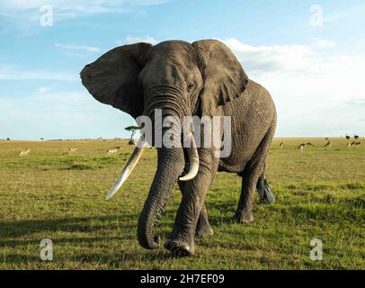 Vieux éléphant de taureau avec de longues défenses traversant la savane en fin d'après-midi dans la réserve nationale de Masai Mara, Kenya. Banque D'Images