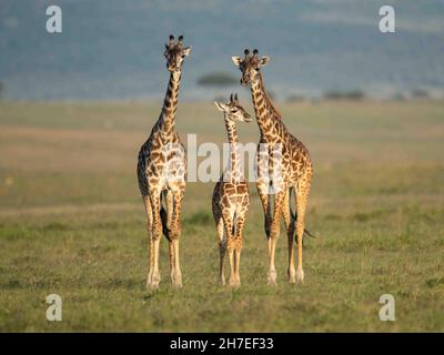 Deux girafes adultes et un jeune, debout ensemble sur la savane herbeuse de Masai Mara, au Kenya. Banque D'Images