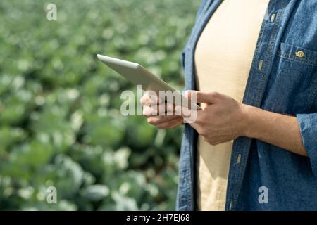 Gros plan d'un spécialiste agricole masculin méconnu en chemise décontractée à l'aide d'une tablette lors de l'analyse de la production de cultures Banque D'Images