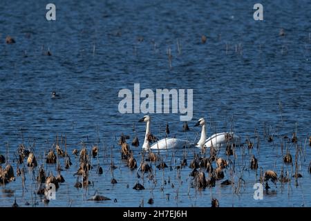 Deux cygnes trompettes (Cygnus buccinator) nageant parmi les mauvaises herbes séchées en automne au Michigan, aux États-Unis. Banque D'Images