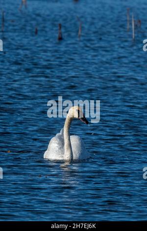 Un cygne trompette (Cygnus buccinator) nageant à l'automne au Michigan, aux États-Unis. Banque D'Images