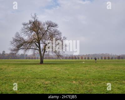 Magnifique arbre solitaire avec les dernières feuilles dorées sur un pré autour.Paysage d'automne, Parc de Monza, Italie Banque D'Images