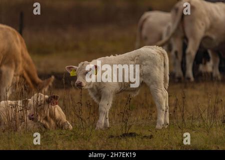 Taureaux et vaches sur pâturage avec clôture en automne ensoleillé soir Banque D'Images