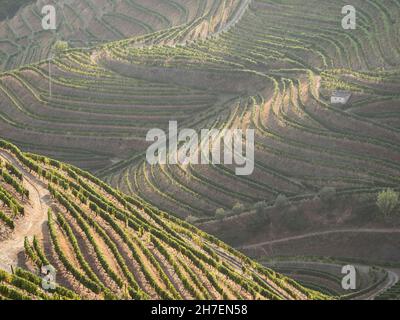 Des rangées de vignobles au coucher du soleil d'en haut dans la région viticole la plus importante du portugal Banque D'Images