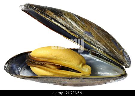 moule bleu bouilli isolée sur fond blanc Banque D'Images