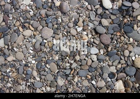 Détail d'un plancher de pierres de mer, cailloux de tons gris à côté de quelques coquillages et restes de mollusques marins Banque D'Images