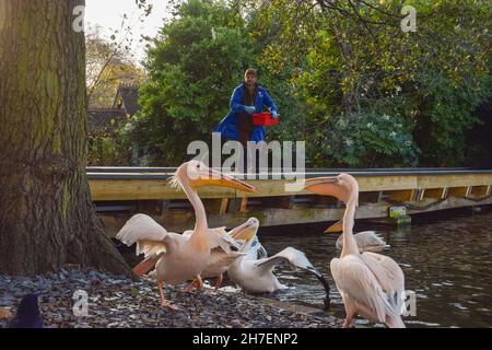 Londres, Royaume-Uni.22 novembre 2021.Un membre du personnel du parc nourrit les poissons des grands pélicans blancs du parc St James's.Credit: Vuk Valcic / Alamy Live News Banque D'Images