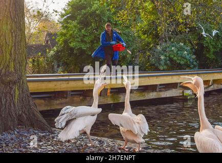 Londres, Royaume-Uni.22 novembre 2021.Un membre du personnel du parc nourrit les poissons des grands pélicans blancs du parc St James's.Credit: Vuk Valcic / Alamy Live News Banque D'Images