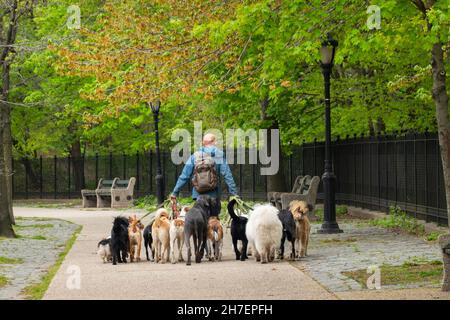 Marcheur pour chiens avec un lot de petits et grands animaux dans Prospect Park Brooklyn NYC Banque D'Images
