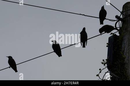 Des étournements sont visibles sur les câbles téléphoniques. Banque D'Images