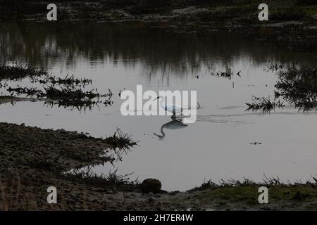 L'aigrette blanche est considérée comme active dans son environnement naturel. Banque D'Images