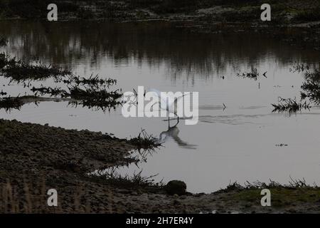 L'aigrette blanche est considérée comme active dans son environnement naturel. Banque D'Images