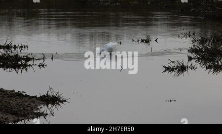 L'aigrette blanche est considérée comme active dans son environnement naturel. Banque D'Images