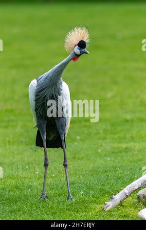 Crane gris Couronné, réglorum Balearica, bel oiseau Banque D'Images