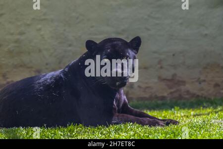 Portrait de panthère noire tourné en se relaxant et en attendant la nourriture dans un zoo Banque D'Images