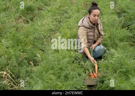 Jeune femme sérieuse de race mixte dans un gilet chaud assis sur la plaque de carotte et de récolte de récolte à la plantation Banque D'Images