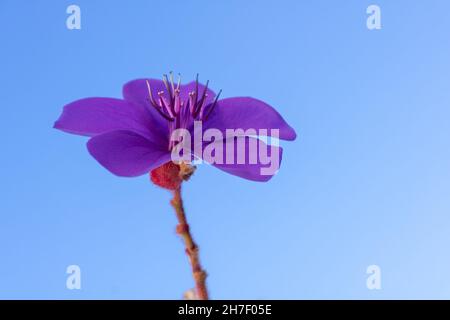 Fleur pourpre contre le ciel bleu clair.Géranium de Hardy ou géranium vivace en pleine fleur avec pétales ouverts.Vue à angle bas montrant la tige Banque D'Images