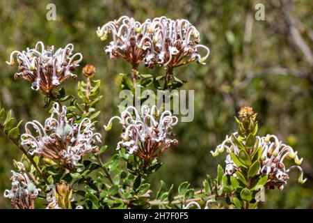 Fleur d'araignée grise australienne Banque D'Images