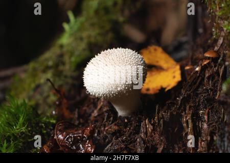 Les champignons perlatum comestibles du lycoperdon, connus sous le nom de paffball, poussent sur une souche d'arbre dans la forêt Banque D'Images