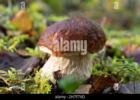 Beau jeune champignon boletus comestible dans une forêt de pins Banque D'Images