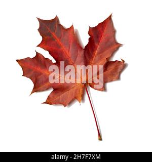 Feuille d'érable rouge isolé sur fond blanc Banque D'Images