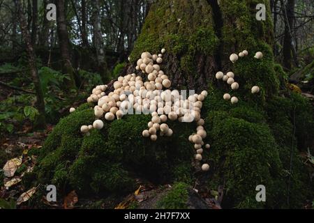 Un grand groupe de champignons lycoperdon comestibles, connus sous le nom de boule de carpette, pousse sur une souche d'arbre dans la forêt Banque D'Images