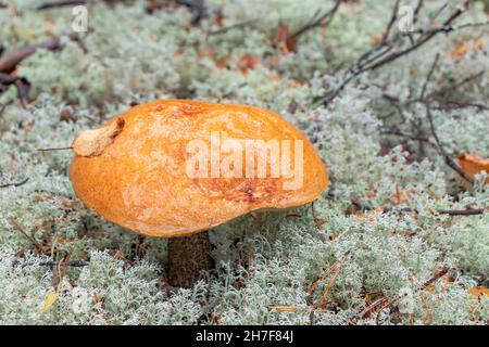 Grand chapeau orange boletus en mousse dans la forêt d'automne gros plan Banque D'Images