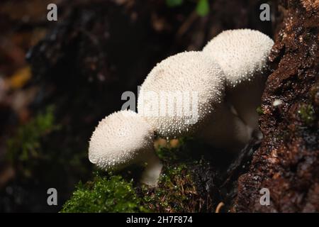 Groupe de champignons perlatum comestibles du lycoperdon, connus sous le nom de boule de lait, pousse sur une souche d'arbre dans la forêt Banque D'Images