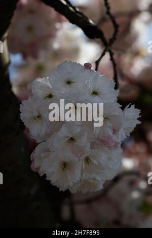 Bouquet de fleurs blanches sur un arbre sakura Banque D'Images