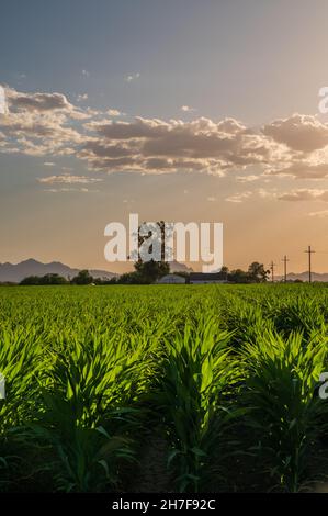 Des rangées de plants de maïs vert sur une ferme en Arizona au coucher du soleil Banque D'Images