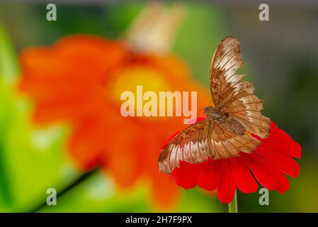 Un papillon brun perché sur une fleur rouge de zinnia, a un fond de fleur en fleur et la lumière du soleil chaude, l'espace de copie Banque D'Images