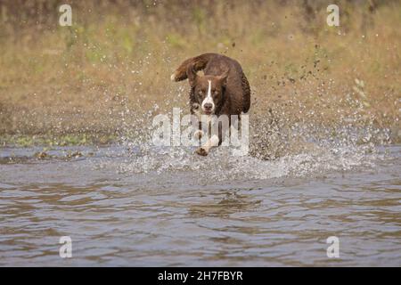 Bordure chocolat collie, chien domestique, Canis familiaris, jouant dans l'eau Banque D'Images