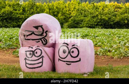 Balles de foin enveloppées de plastique rose au visage amusant.Balles de foin enveloppées d'un visage amusant plein d'humour. Banque D'Images