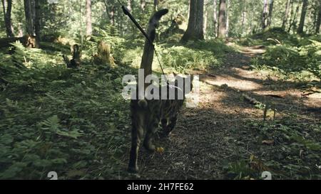 Un chat dans un parc de la ville. Wildcat Bengale marcher sur la forêt dans le col. Chat de jungle asiatique ou un marais ou Reed. Chat-léopard domestiqué de se cacher, de chasse et de p Banque D'Images