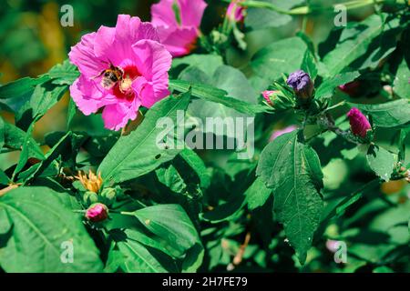 guêpe et grande abeille prenant le pollen de fleur pourpre pour le miel Banque D'Images