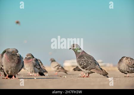 Beaucoup d'oiseaux, de pigeons et de colombes avec des plumes vertes et violettes colorées dans leur cou Banque D'Images