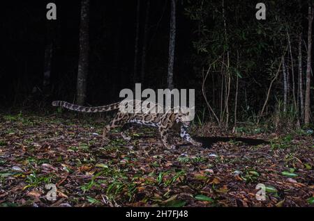 Léopard trouble (Neofelis nebulosa) dans la forêt, Thaïlande Banque D'Images