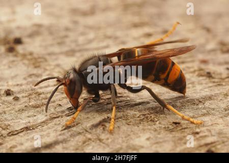 Gros plan sur la guêpe de Hornet à pattes jaunes d'Asie, Vespa velutina, Banque D'Images