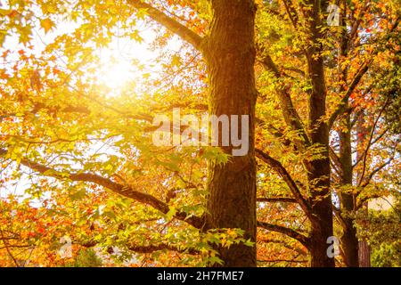 Le matin, le soleil traverse la couronne d'arbres dans le parc d'automne Banque D'Images